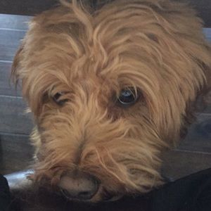 Meet your Posher, William